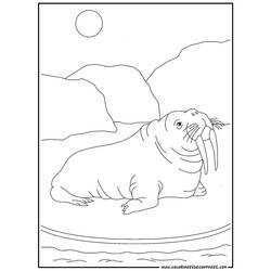 着色页: 海象 (动物) #16568 - 免费可打印着色页