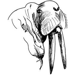 着色页: 海象 (动物) #16592 - 免费可打印着色页