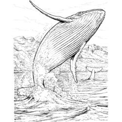 着色页: 鲸 (动物) #876 - 免费可打印着色页