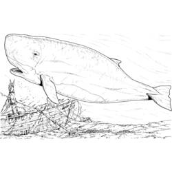 着色页: 鲸 (动物) #883 - 免费可打印着色页