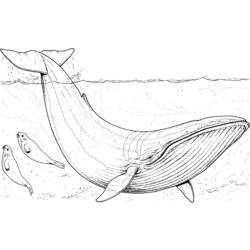 着色页: 鲸 (动物) #886 - 免费可打印着色页