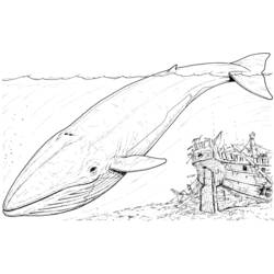 着色页: 鲸 (动物) #895 - 免费可打印着色页