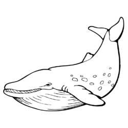 着色页: 鲸 (动物) #898 - 免费可打印着色页