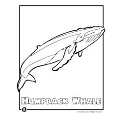 着色页: 鲸 (动物) #915 - 免费可打印着色页