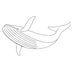 着色页: 鲸 (动物) #922 - 免费可打印着色页