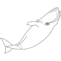着色页: 鲸 (动物) #928 - 免费可打印着色页
