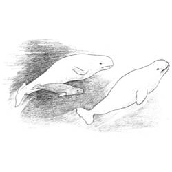 着色页: 鲸 (动物) #948 - 免费可打印着色页