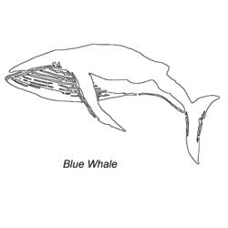 着色页: 鲸 (动物) #963 - 免费可打印着色页