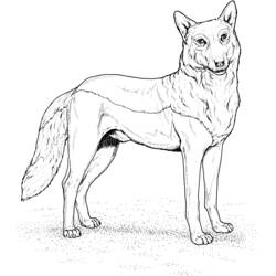 着色页: 狼 (动物) #10443 - 免费可打印着色页