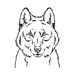 着色页: 狼 (动物) #10450 - 免费可打印着色页