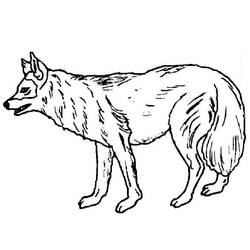 着色页: 狼 (动物) #10461 - 免费可打印着色页