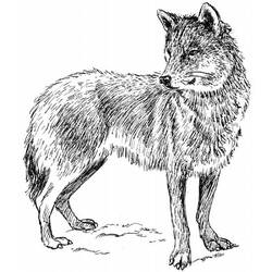 着色页: 狼 (动物) #10473 - 免费可打印着色页