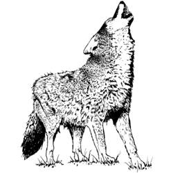 着色页: 狼 (动物) #10483 - 免费可打印着色页