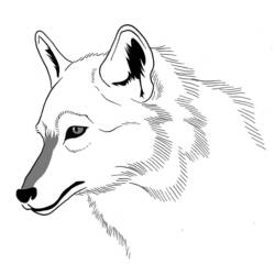 着色页: 狼 (动物) #10528 - 免费可打印着色页