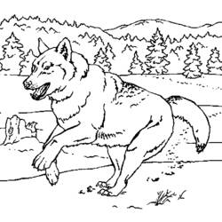 着色页: 狼 (动物) #10555 - 免费可打印着色页