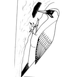 着色页: 啄木鸟 (动物) #16671 - 免费可打印着色页