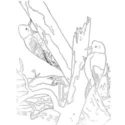 着色页: 啄木鸟 (动物) #16681 - 免费可打印着色页