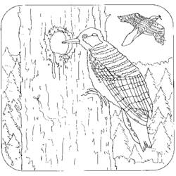 着色页: 啄木鸟 (动物) #16683 - 免费可打印着色页