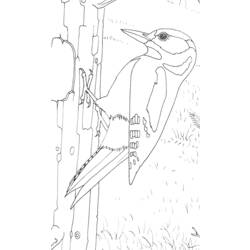 着色页: 啄木鸟 (动物) #16717 - 免费可打印着色页