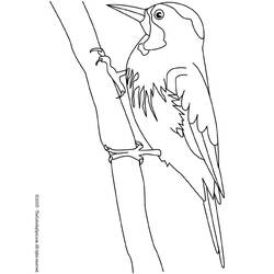 着色页: 啄木鸟 (动物) #16722 - 免费可打印着色页
