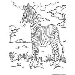 着色页: 斑马 (动物) #12995 - 免费可打印着色页