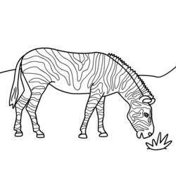 着色页: 斑马 (动物) #13035 - 免费可打印着色页