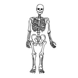 着色页: 骨骼 (人物) #147415 - 免费可打印着色页