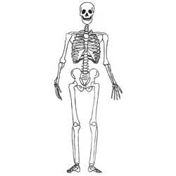 着色页: 骨骼 (人物) #147444 - 免费可打印着色页