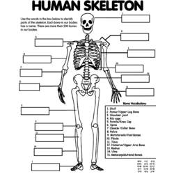 着色页: 骨骼 (人物) #147475 - 免费可打印着色页