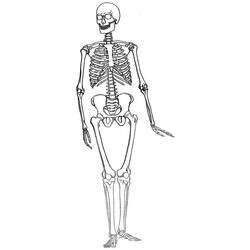 着色页: 骨骼 (人物) #147528 - 免费可打印着色页