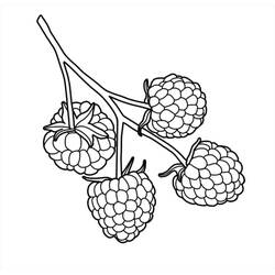 着色页: 覆盆子 (食物和营养) #214033 - 免费可打印着色页