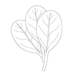 着色页: 菠菜 (食物和营养) #187659 - 免费可打印着色页