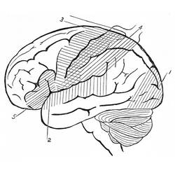 着色页: Human Brain (学习和教育) #185394 - 免费可打印着色页