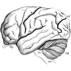 着色页: Human Brain (学习和教育) #185395 - 免费可打印着色页