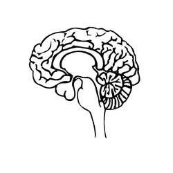 着色页: Human Brain (学习和教育) #185396 - 免费可打印着色页