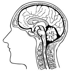 着色页: Human Brain - 免费可打印着色页