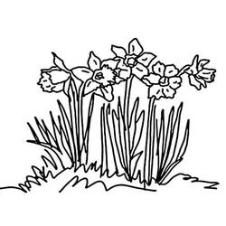 着色页: 水仙花 (自然与季节) #189950 - 免费可打印着色页