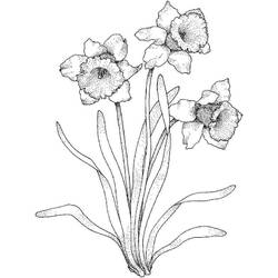 着色页: 水仙花 (自然与季节) #189956 - 免费可打印着色页