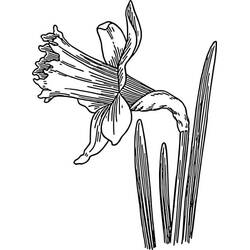 着色页: 水仙花 (自然与季节) #189961 - 免费可打印着色页