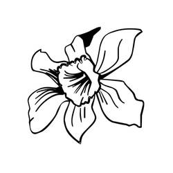 着色页: 水仙花 (自然与季节) #189962 - 免费可打印着色页
