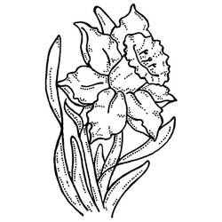 着色页: 水仙花 (自然与季节) #189964 - 免费可打印着色页