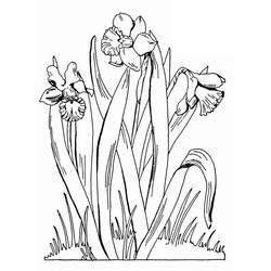 着色页: 水仙花 (自然与季节) #189967 - 免费可打印着色页