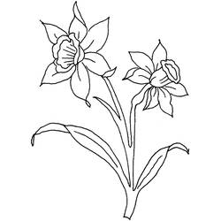 着色页: 水仙花 (自然与季节) #189971 - 免费可打印着色页