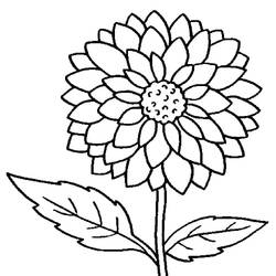 着色页: 大丽花 - 免费可打印着色页
