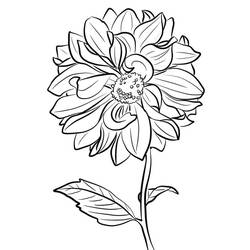 着色页: 大丽花 (自然与季节) #176510 - 免费可打印着色页
