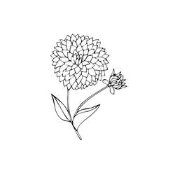 着色页: 大丽花 (自然与季节) #176514 - 免费可打印着色页