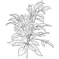 着色页: 大丽花 (自然与季节) #176516 - 免费可打印着色页