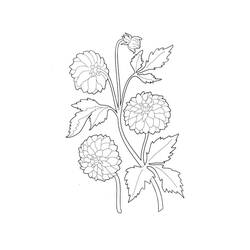 着色页: 大丽花 (自然与季节) #176521 - 免费可打印着色页