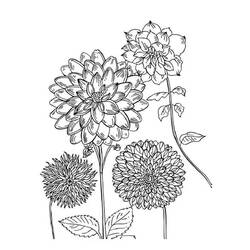 着色页: 大丽花 (自然与季节) #176522 - 免费可打印着色页