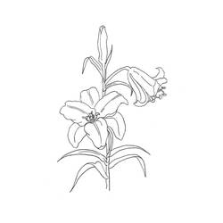着色页: 百合 (自然与季节) #182384 - 免费可打印着色页